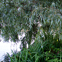 willow 3